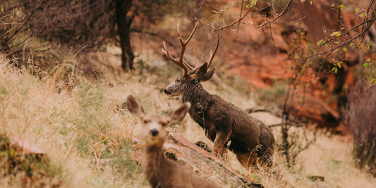 Beginner’s Guide to Hunting Season: Gear, Prep, and Field Tips for Success