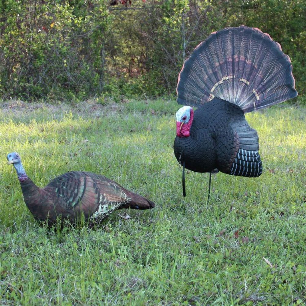 Two turkeys in a grassy field with one displaying its feathers.