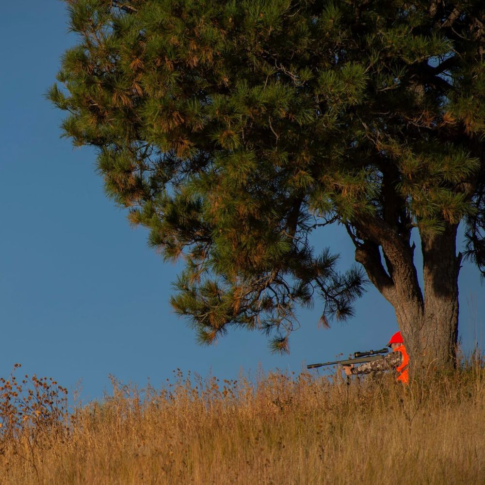 Person in orange vest with rifle behind a tree in a field
