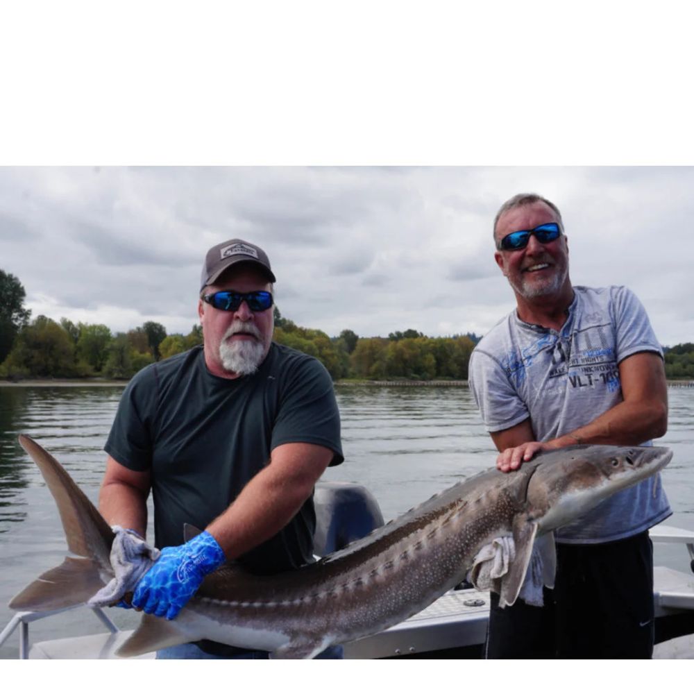 Two men on a boat holding a large sturgeon fish outdoors on a river under an overcast sky.