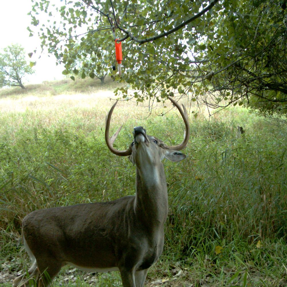 Deer with large antlers in a grassy field with a tree branch holding an orange object above.