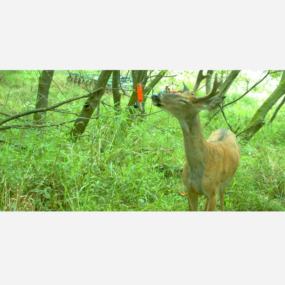 Deer in a forest with trees and greenery in the background