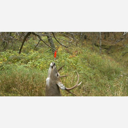 Deer in a forest with a hunting blind in the background